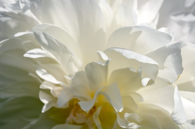 Imagen de planta de flor hermosa fotografía macro de primer plano de peonía floreciente