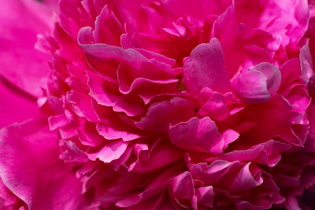 Imagen de planta de flor hermosa fotografía macro de primer plano de peonía floreciente