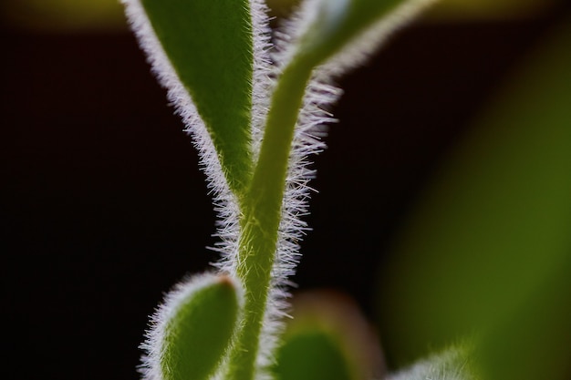 Imagen de la planta suculenta de cactus en ciernes con sus delgadas agujas