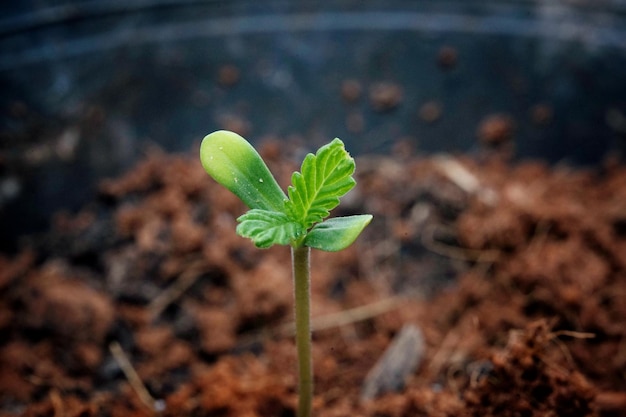 Imagen de plántulas de cannabis en macetas