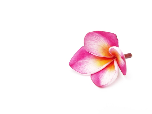 Imagen de Plumeria sobre un fondo blanco.