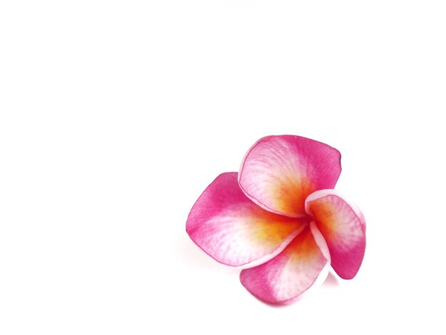 Imagen de Plumeria sobre un fondo blanco.