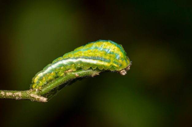 Imagen de la polilla verde Caterpillar en la rama. Insecto. Animal.