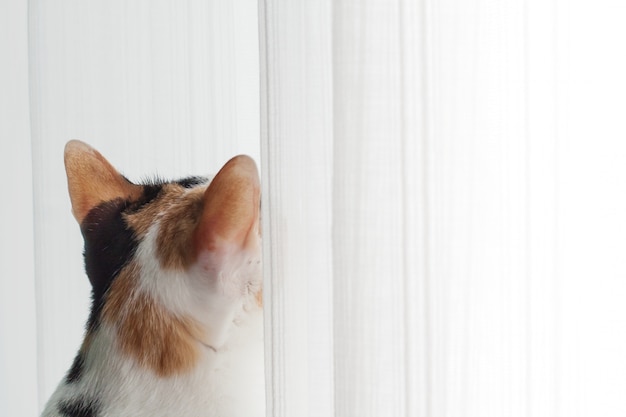 La imagen posterior de un gato está mirando algo fuera de la ventana con interés. Hay una cortina blanca en el fondo.