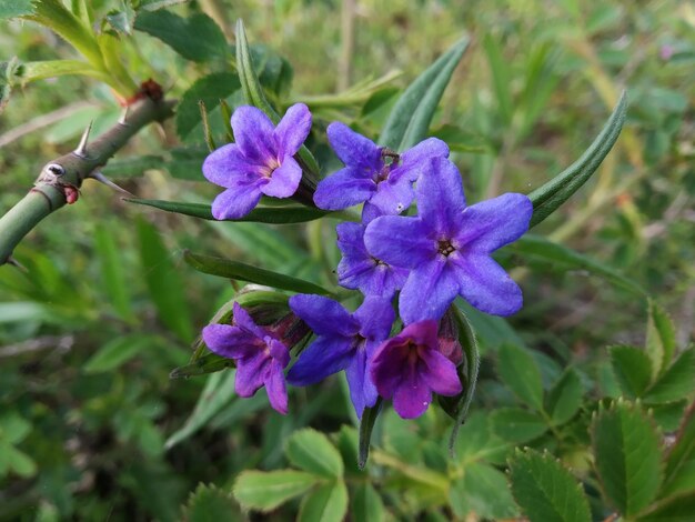 Foto imagen de la primavera