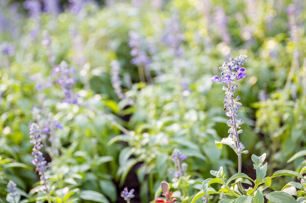 Imagen del primer de las flores violetas de la lavanda en el campo en día soleado