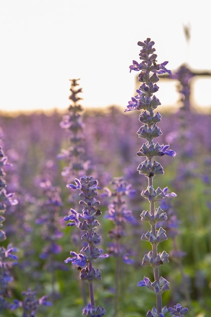 Imagen del primer de las flores violetas de la lavanda en el campo en día soleado