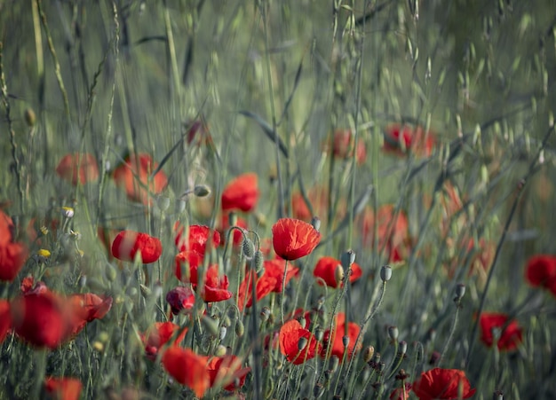 Imagen de primer plano con amapolas rojas en el campo entre hierba verde alta