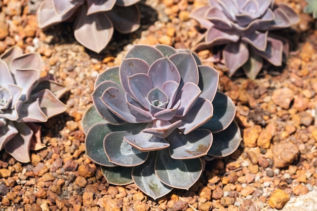 Imagen de primer plano de Echeveria Perle von Nurnberg en el jardín botánico