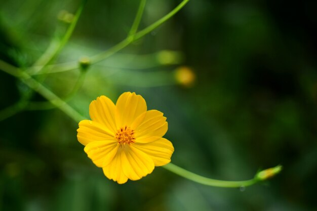 Imagen de primer plano de flores La imagen de macro se utiliza como imagen de fondo. foto de primer plano macro