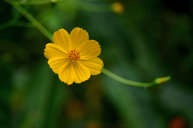 Imagen de primer plano de flores La imagen de macro se utiliza como imagen de fondo.