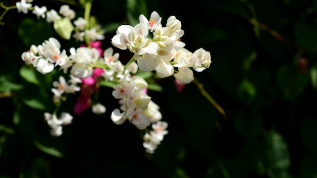 Imagen de primer plano de flores La imagen de macro se utiliza como imagen de fondo.