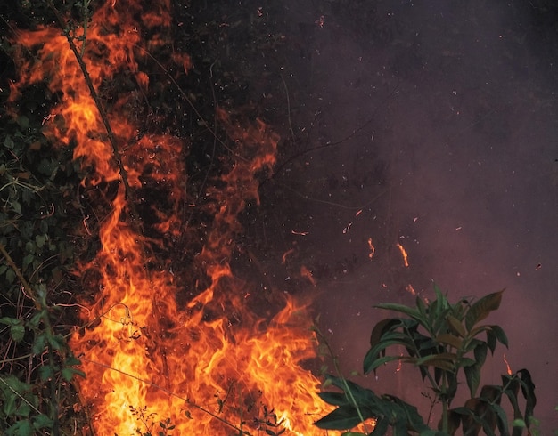 Imagen de primer plano con fuego en un bosque natural