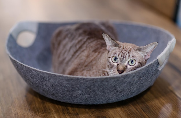 Imagen en primer plano de un gatito de raza pura maduro, marrón y gris, de raya, felino, gato de mascota con ojos verdes y azules, acostado, escondido en la cama, en una mesa de comedor de madera, en el interior del comedor de la casa.