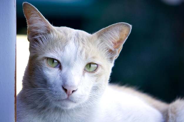 Imagen de primer plano de gatos mirando hacia la cámara