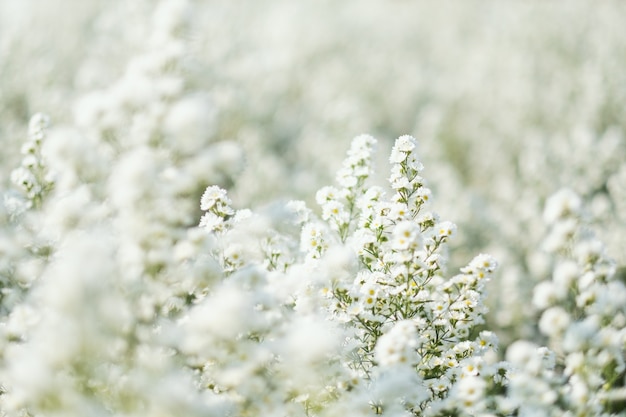 Imagen de primer plano de un hermoso campo de flores de cortador