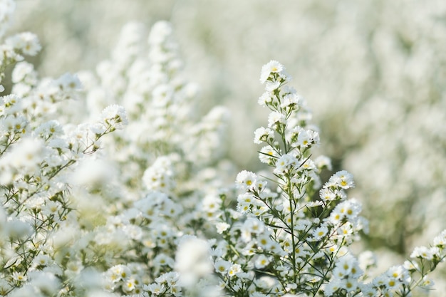 Imagen de primer plano de un hermoso campo de flores de cortador