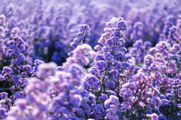 Imagen de primer plano de un hermoso campo de flores de Margaret púrpura