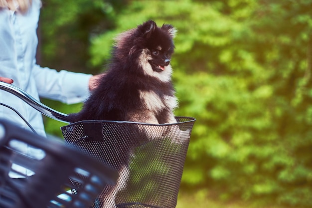 Imagen de primer plano de un lindo perro Spitz en la cesta de la bicicleta en un paseo.