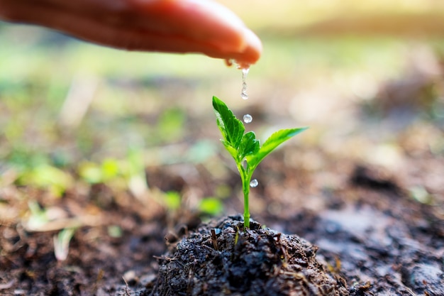 Imagen de primer plano de la mano de una mujer regando un árbol pequeño en un montón de tierra