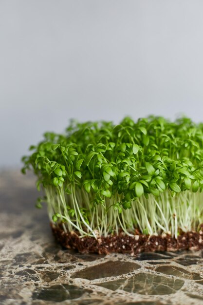 Imagen de primer plano de un microgreen fresco brotes de luteína verde aislado sobre fondo gris Vista vertical