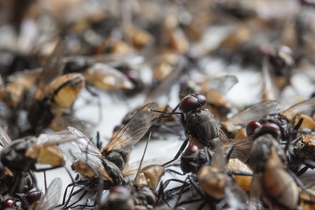 Imagen de primer plano de una mosca muerta atrapada en una trampa de pegamento.