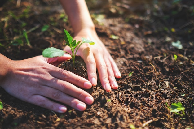 Imagen de primer plano de personas preparándose para cultivar un pequeño árbol con tierra en el jardín