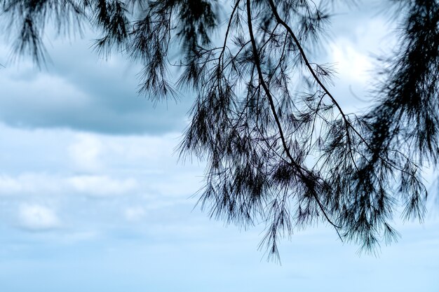 Imagen de primer plano de pino con fondo de cielo azul