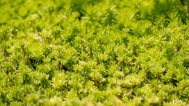 Imagen de primer plano de Sedum sp Crassulaceae textura y fondo