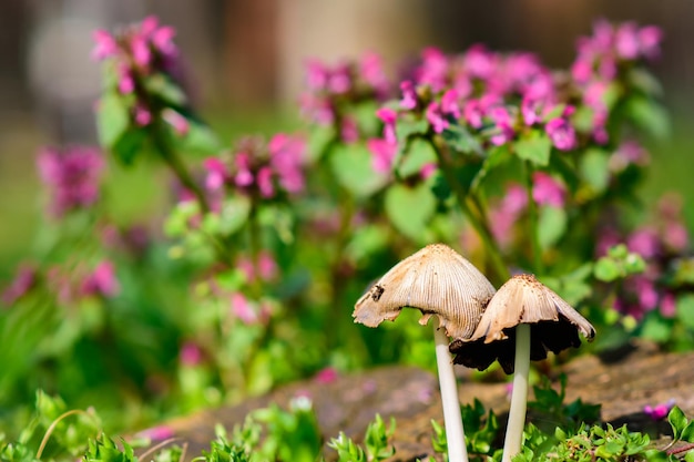 Imagen de primer plano de setas contra flores de color púrpura en el jardín