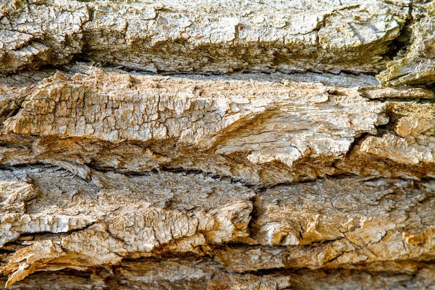 Imagen de primer plano de una textura de corteza de árbol viejo