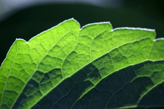 Imagen de primer plano de las venas de la hoja verde