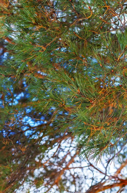 Imagen de primer plano vertical de una rama de árbol de abeto verde en el fondo de enfoque selectivo durante el día Cielo azul visto a través de ramas de pino Diseño de postal de fondo de textura Agujas de pino borrosas en el fondo