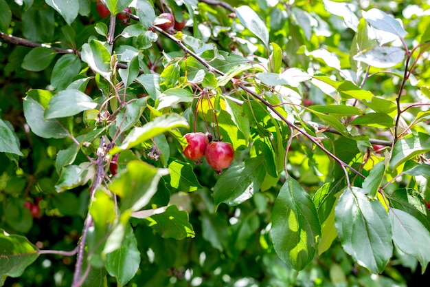 Imagen de una rama de árbol con manzanas sobre un fondo verde