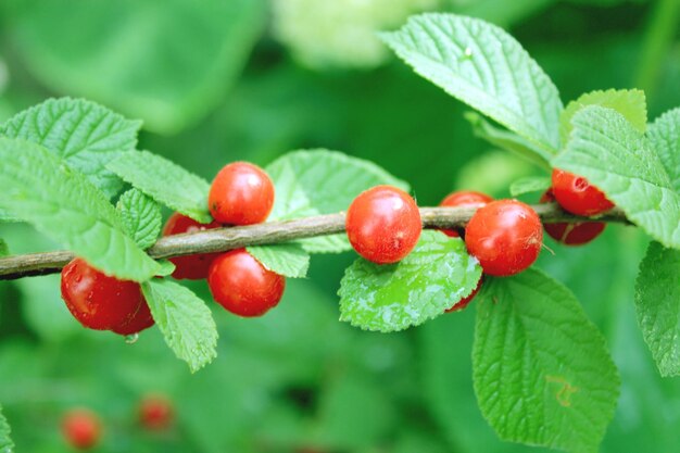 Imagen de una rama con bayas rojas de Prunus tomentosa