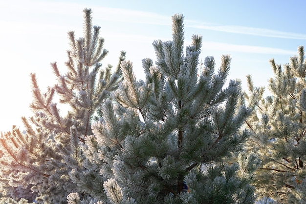 Imagen de ramas de abeto nevadas. Concepto de Navidad y año nuevo. Fondos de pantalla de alta resolución. Técnica mixta