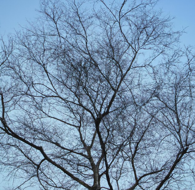 Imagen de ramas de árboles sin hojas contra el fondo de cielo azul