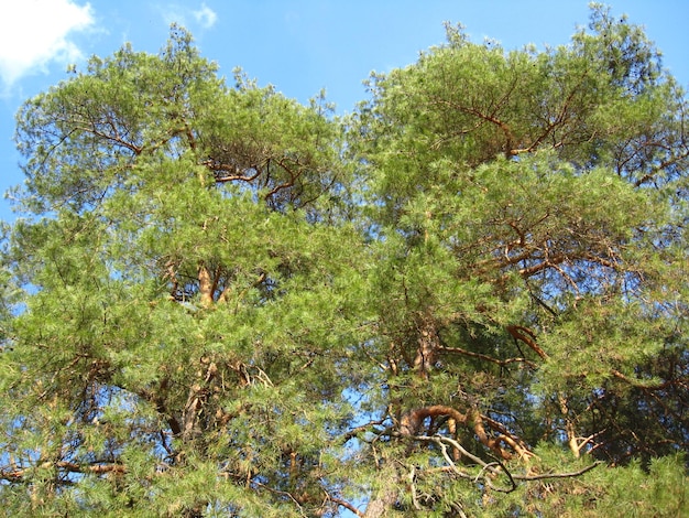 La imagen de las ramas de un pino joven