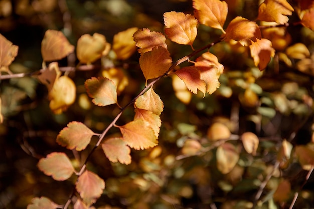 Imagen de una ramita con hojas amarillas contra el fondo de un parque