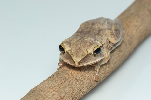 Foto imagen de rana arborícola común, rana arborícola de cuatro líneas, rana arborícola dorada (polypedates leucomystax) en una rama.