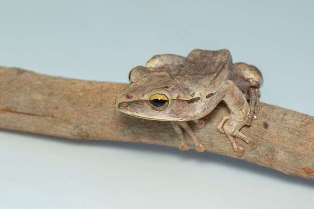 Foto imagen de rana arborícola común, rana arborícola de cuatro líneas, rana arborícola dorada (polypedates leucomystax) en una rama.