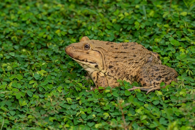 Imagen de la rana comestible china, rana toro del este asiático, rana taiwanesa (Hoplobatrachus rugulosus) sobre la hierba. Anfibio. Animal.