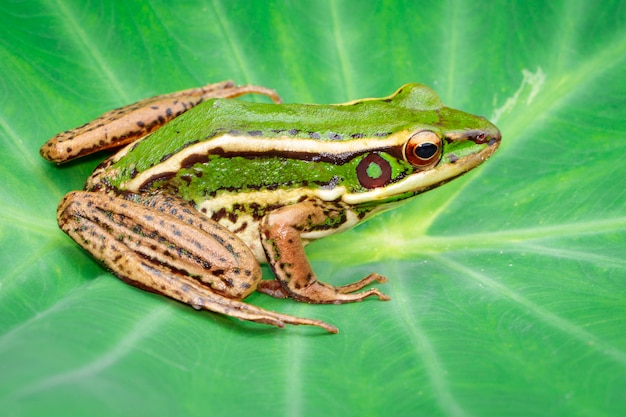 Foto imagen de la rana verde del campo de arroz o green paddy frog (rana erythraea) en la hoja verde. anfibio. animal.