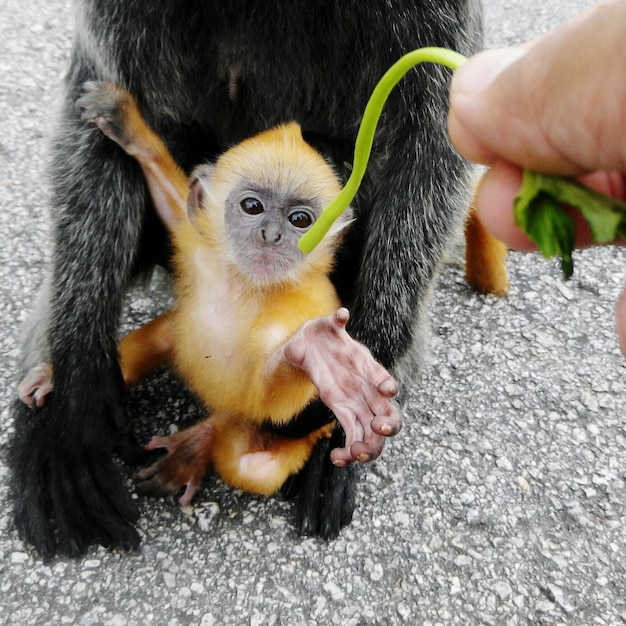 Foto imagen recortada de un bebé alimentando con la mano