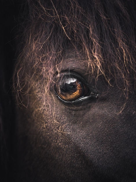 Imagen recortada de un caballo