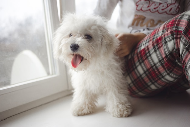 Foto imagen recortada de la dueña de la mascota femenina sentada con un encantador perro bichon frise blanco esponjoso en casa