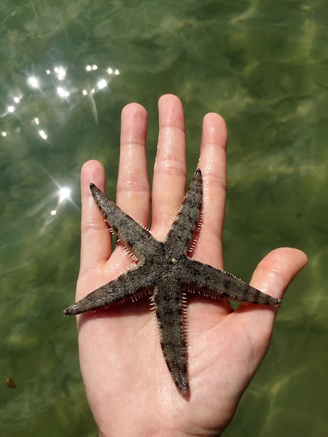Foto imagen recortada de una estrella de mar con la mano