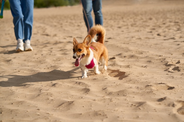 Imagen recortada de gente caminando en la playa con perro.