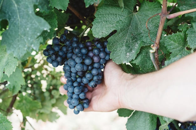 Imagen recortada de un hombre recogiendo uvas en el viñedo