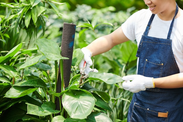 Imagen recortada joven poda exuberantes hojas de planta en centro de jardinería